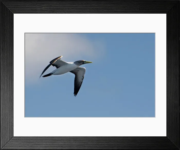 Framed Print : Masked booby in flight, Lord Howe Island, New South Wales Framed Print : Masked booby in flight, Lord Howe Island, New South Wales