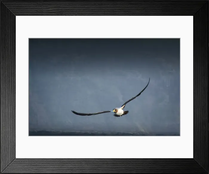 Framed Print : Masked booby in flight, Lord Howe Island, New South Wales