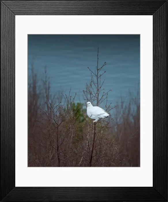 Framed Print : Ptarmigan resting in a tree, Northern Iceland