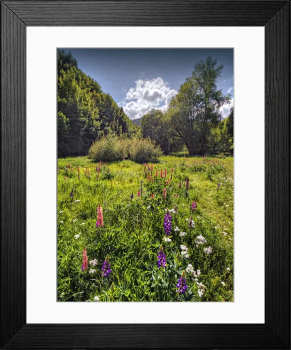 Framed Print : Arrowtown water-meadows with summer blooms, South Island of New Zealand Framed Print : Arrowtown water-meadows with summer blooms, South Island of New Zealand