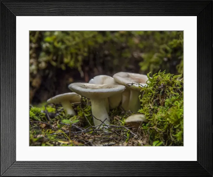 Framed Print : The Milford Track and Clinton River Valley in the South Island of New Zealand Framed Print : The Milford Track and Clinton River Valley in the South Island of New Zealand
