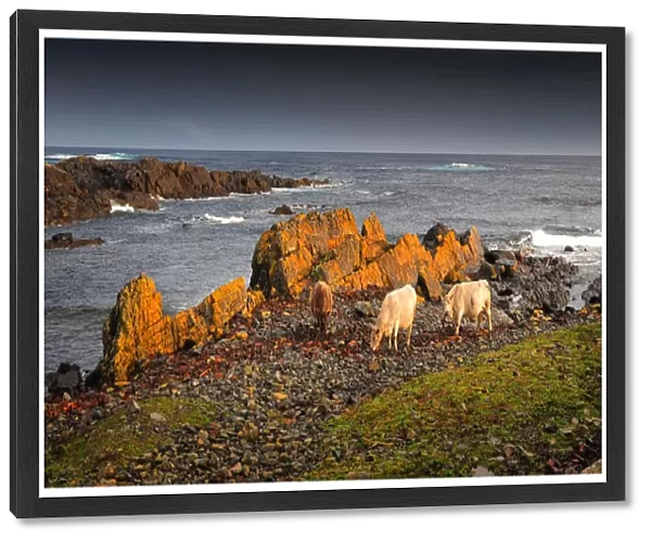 Murray Grey cows eating Kelp by the coastline at Surprise bay, King Island, Bass Strait, Tasmania