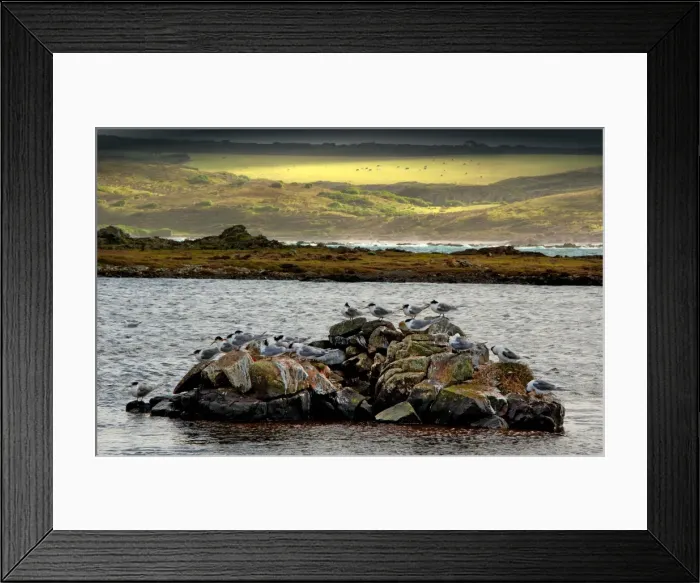 Framed Print : Crested Terns, Surprise bay, King Island, Bass Strait, Tasmania Framed Print : Crested Terns, Surprise bay, King Island, Bass Strait, Tasmania