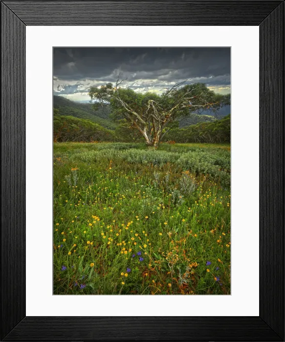 Framed Print : Alpine Summer in the High Country near Mansfield, Victoria Framed Print : Alpine Summer in the High Country near Mansfield, Victoria