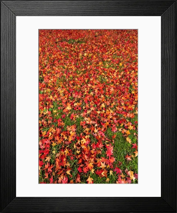 Framed Print : The rich hues and colours of autumn in Central Victoria Framed Print : The rich hues and colours of autumn in Central Victoria