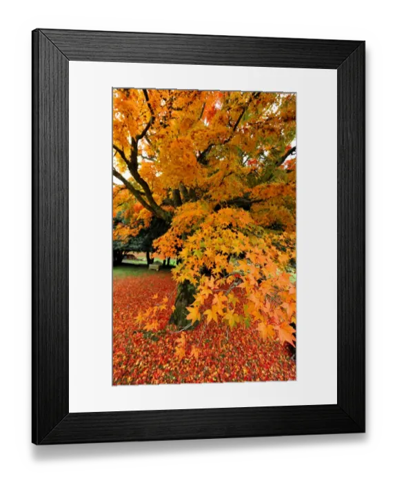 Framed Print : The rich hues and colours of autumn in Central Victoria