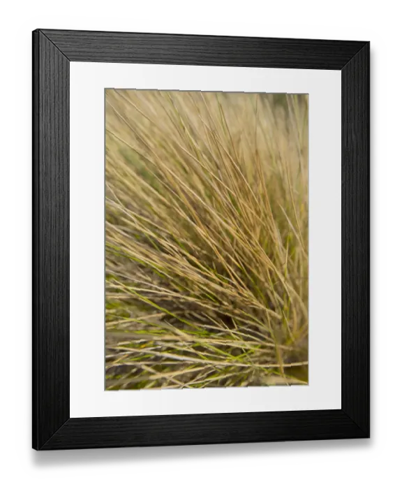 Framed Print : Coastal Grasses (Ammophila) common to the sand dunes on King Island. Bass Strait, Tasmania Framed Print : Coastal Grasses (Ammophila) common to the sand dunes on King Island. Bass Strait, Tasmania