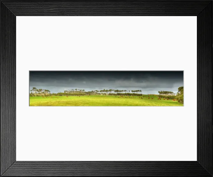 Framed Print : Cattle grazing on rich lush pastures near Yellow Rock beach, King Island Tasmania