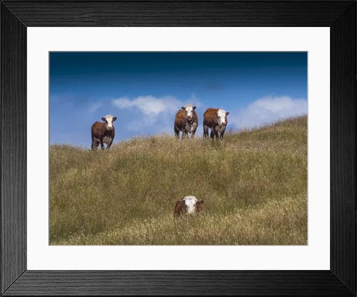 Framed Print : Beef Cattle on lush pastures, King Island Tasmania