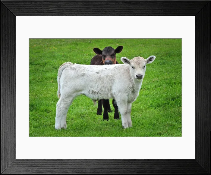 Framed Print : Murray Grey Calves, typical rural scene of King Island Tasmania Framed Print : Murray Grey Calves, typical rural scene of King Island Tasmania
