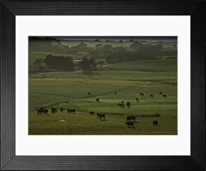 Framed Print : Beef Cattle on lush pastures, King Island Tasmania Framed Print : Beef Cattle on lush pastures, King Island Tasmania