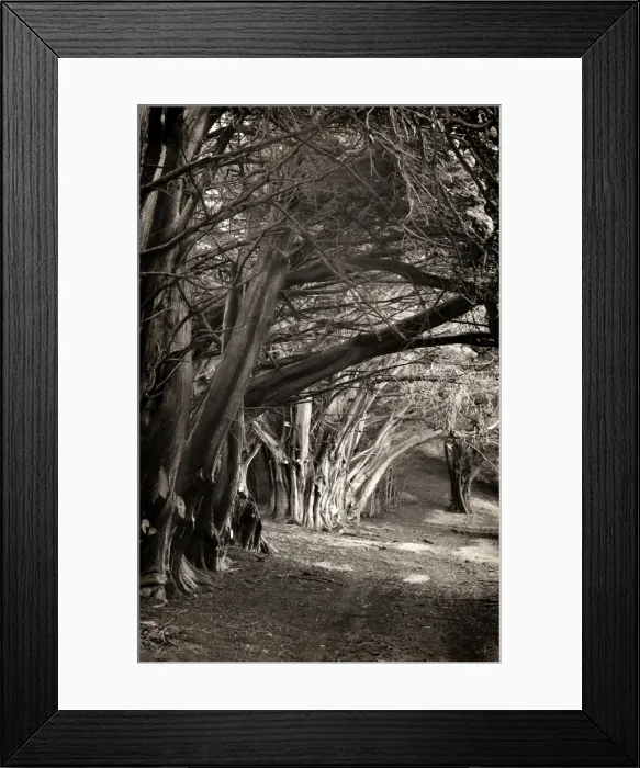 Framed Print : Ghostly macrocarpa pinetrees line an old roadway on king Island, Bass Strait, Tasmania Framed Print : Ghostly macrocarpa pinetrees line an old roadway on king Island, Bass Strait, Tasmania
