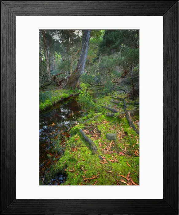 Framed Print : Fotheringate rainforest and creek in the foothills of the Strzelecki Ranges, Flinders Island, Bass Strait, Tasmania Framed Print : Fotheringate rainforest and creek in the foothills of the Strzelecki Ranges, Flinders Island, Bass Strait, Tasmania