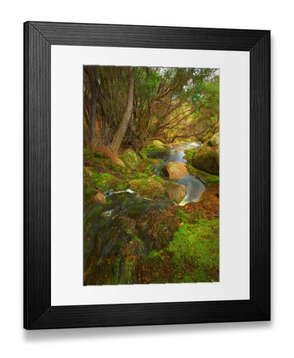 Framed Print : Fotheringate rainforest and creek in the foothills of the Strzelecki Ranges, Flinders Island, Bass Strait, Tasmania