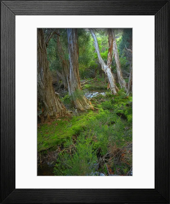 Framed Print : Fotheringate rainforest and creek in the foothills of the Strzelecki Ranges, Flinders Island, Bass Strait, Tasmania Framed Print : Fotheringate rainforest and creek in the foothills of the Strzelecki Ranges, Flinders Island, Bass Strait, Tasmania
