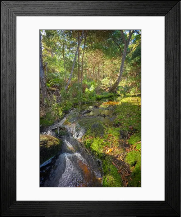 Framed Print : Fotheringate rainforest and creek in the foothills of the Strzelecki Ranges, Flinders Island, Bass Strait, Tasmania