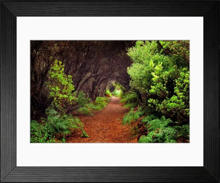 Framed Print : Forest Walk in the Seal rocks coastal reserve, King Island, Bass Strait, Tasmania