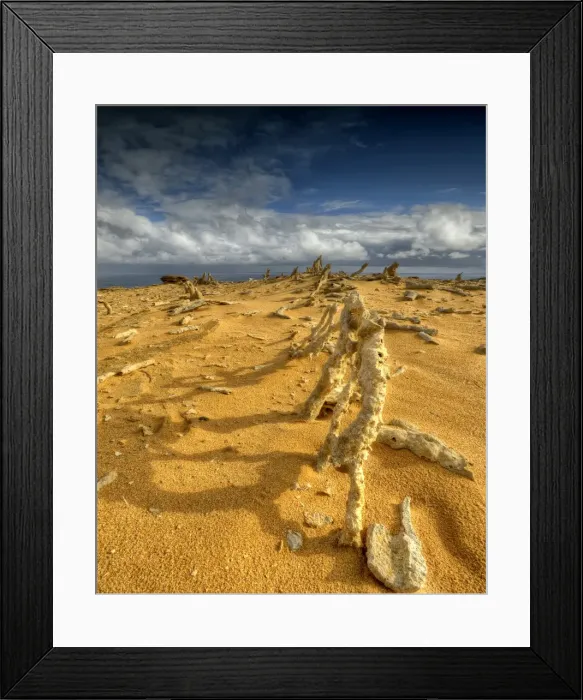 Framed Print : The Calcified forest, in the Seal rocks Nature reserve, King Island, Bass Strait, Tasmania