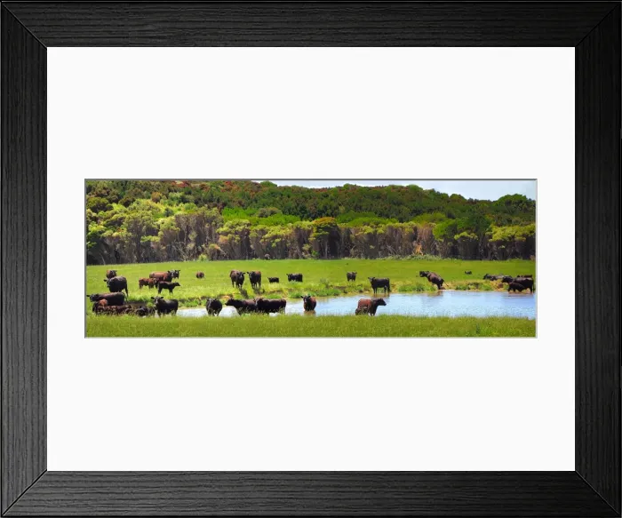 Framed Print : Beef Cattle on lush pastures, King Island Tasmania Framed Print : Beef Cattle on lush pastures, King Island Tasmania