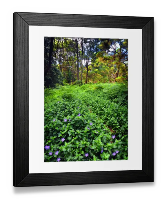 Framed Print : Pegarah forest, King Island, Bass Strait, Tasmania