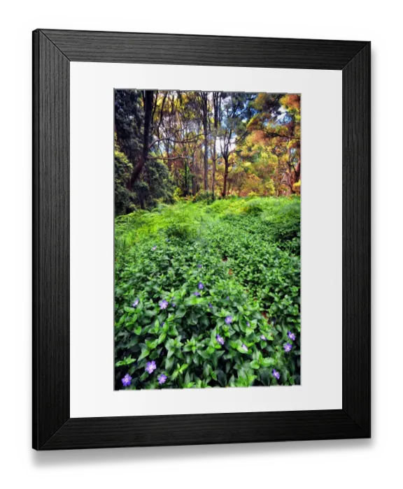 Framed Print : Pegarah forest, King Island, Bass Strait, Tasmania Framed Print : Pegarah forest, King Island, Bass Strait, Tasmania