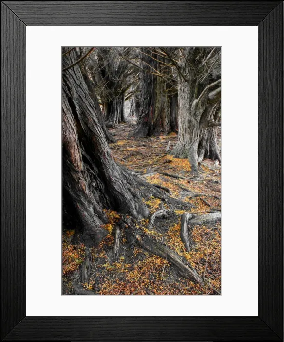 Framed Print : A row of grand old Macrocarpa Cypress trees at Badgers corner, Flinders Island Tasmania Framed Print : A row of grand old Macrocarpa Cypress trees at Badgers corner, Flinders Island Tasmania