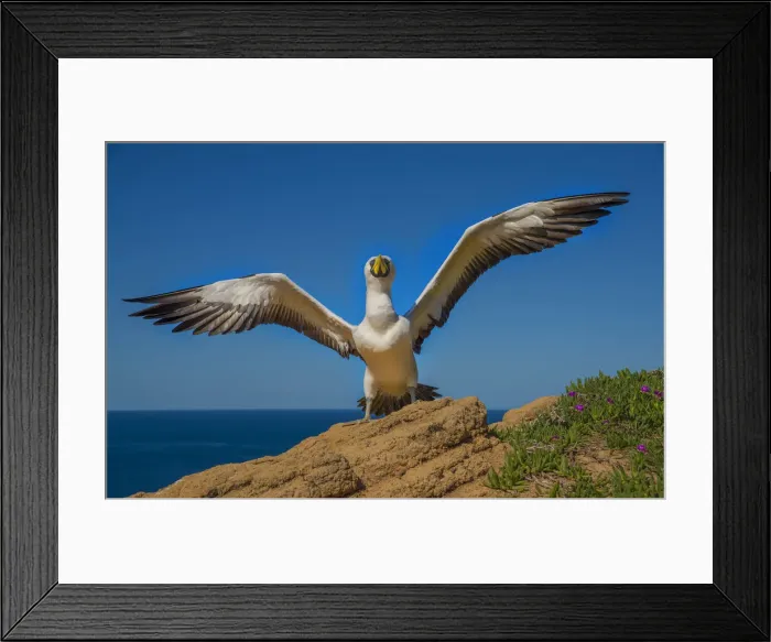 Framed Print : Masked Booby nesting on Phillip Island, just off the coastline of Norfolk Island Framed Print : Masked Booby nesting on Phillip Island, just off the coastline of Norfolk Island