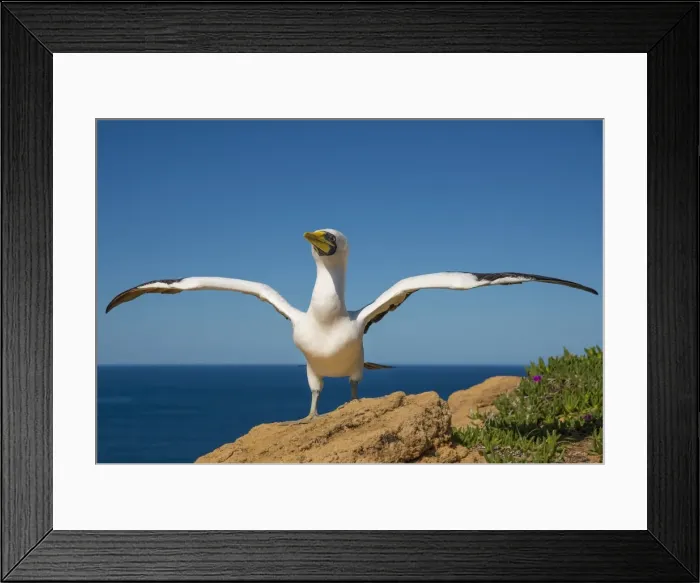 Framed Print : Masked Booby nesting on Phillip Island, just off the coastline of Norfolk Island Framed Print : Masked Booby nesting on Phillip Island, just off the coastline of Norfolk Island