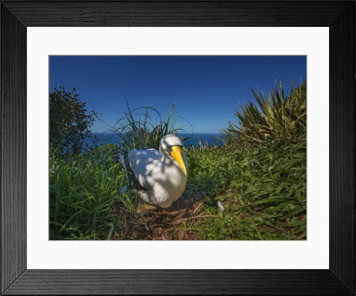 Framed Print : Masked Booby nesting on Phillip Island, just off the coastline of Norfolk Island Framed Print : Masked Booby nesting on Phillip Island, just off the coastline of Norfolk Island