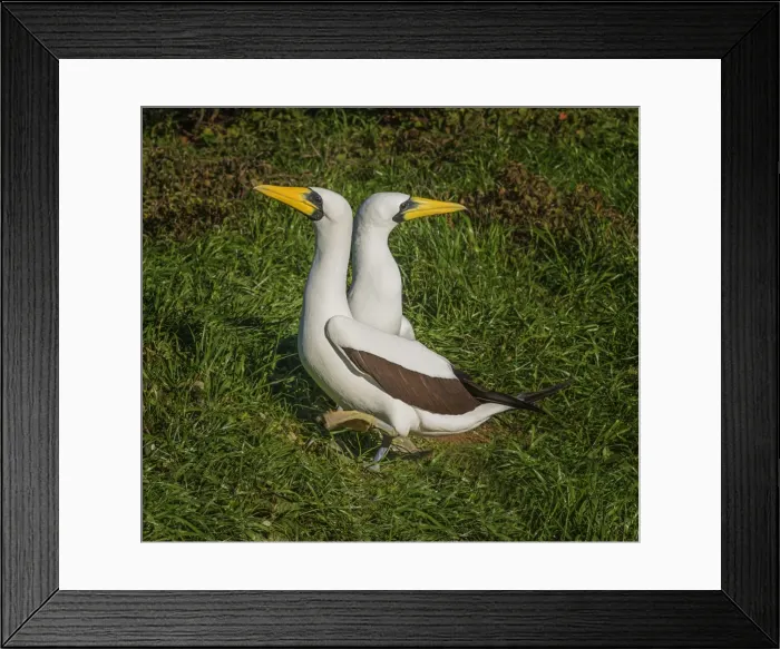 Framed Print : Masked Boobies nesting on Phillip Island, just off the coastline of Norfolk Island Framed Print : Masked Boobies nesting on Phillip Island, just off the coastline of Norfolk Island