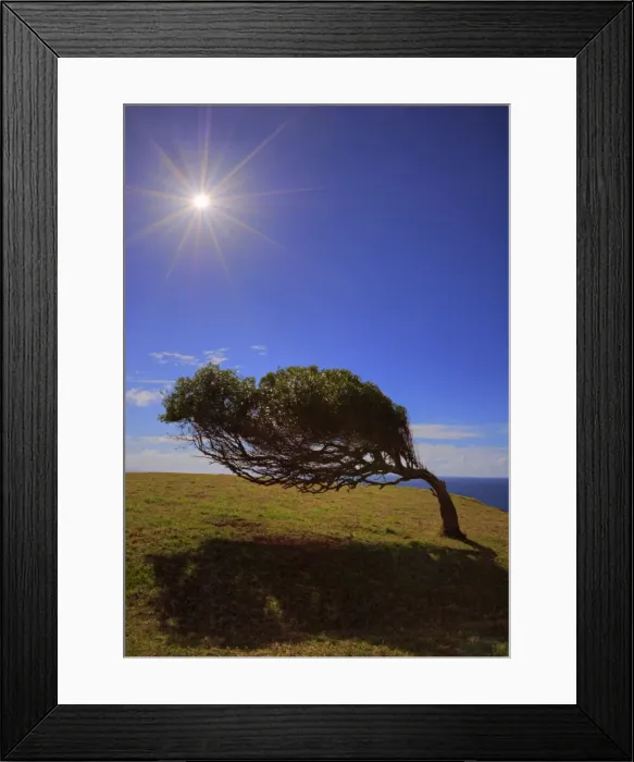 Framed Print : A lone tree bent to the prevailing winds at Point Howe on Norfolk Island