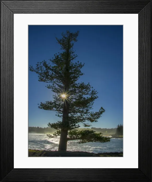 Framed Print : Lone pine at hunter Point with a sunstar shining through, Norfolk Island