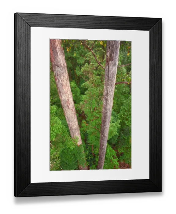 Framed Print : Arve river forest, Southern Tasmania