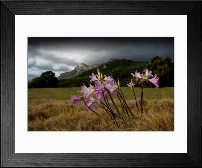 Framed Print : Belladonna Lillies flowering in a field with mount Strzelecki in the Background. Flinders Island, Tasmania
