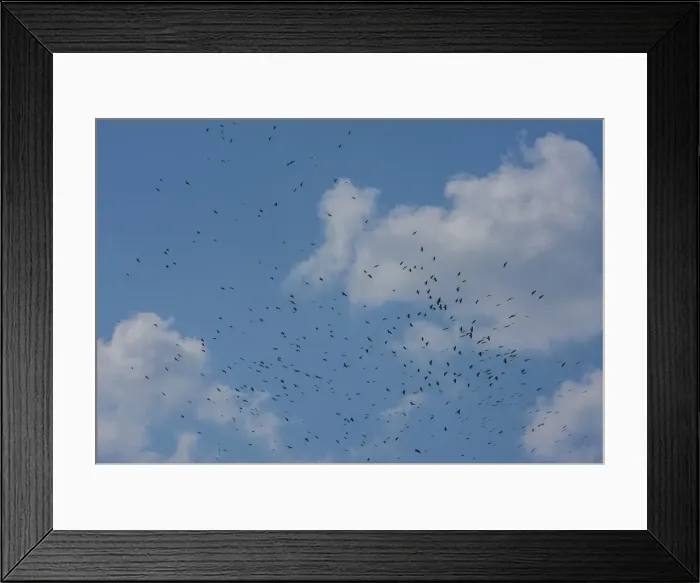 Framed Print : A flock of Ravens lift up from a recently harvested field in Wangdue Phodrang Valley, Bhutan