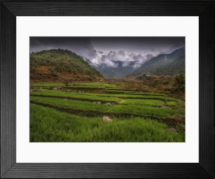 Framed Print : Rice farming in the Punakha district of Bhutan Framed Print : Rice farming in the Punakha district of Bhutan