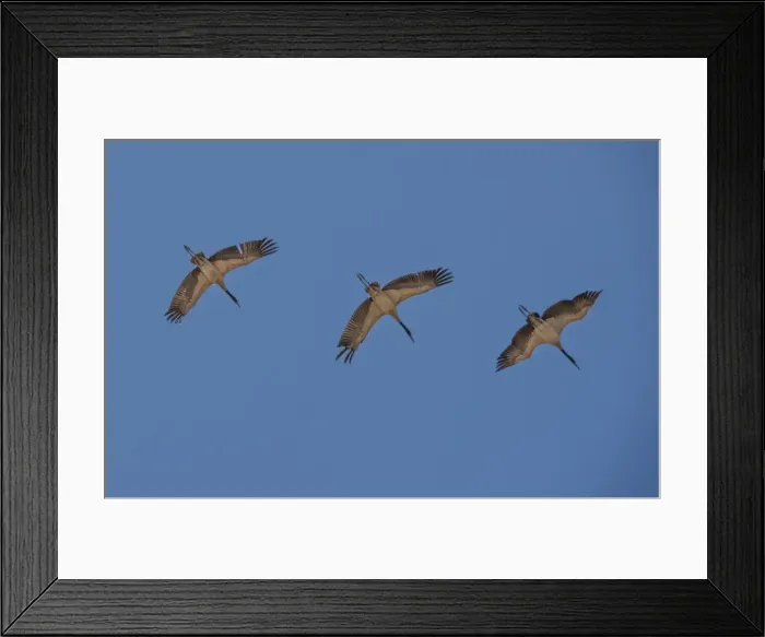 Framed Print : Black Necked cranes flying in formation over the fields at Wangdue Prodrang valley, Bhutan