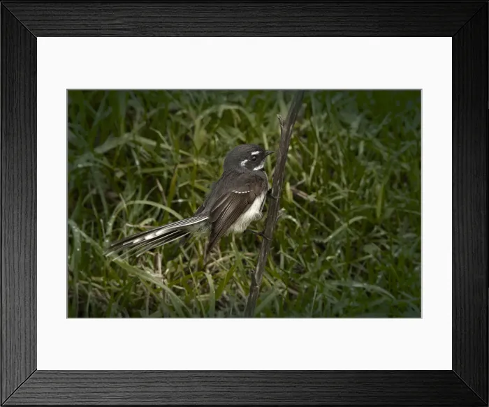 Framed Print : Grey Fantail, King Island Tasmania