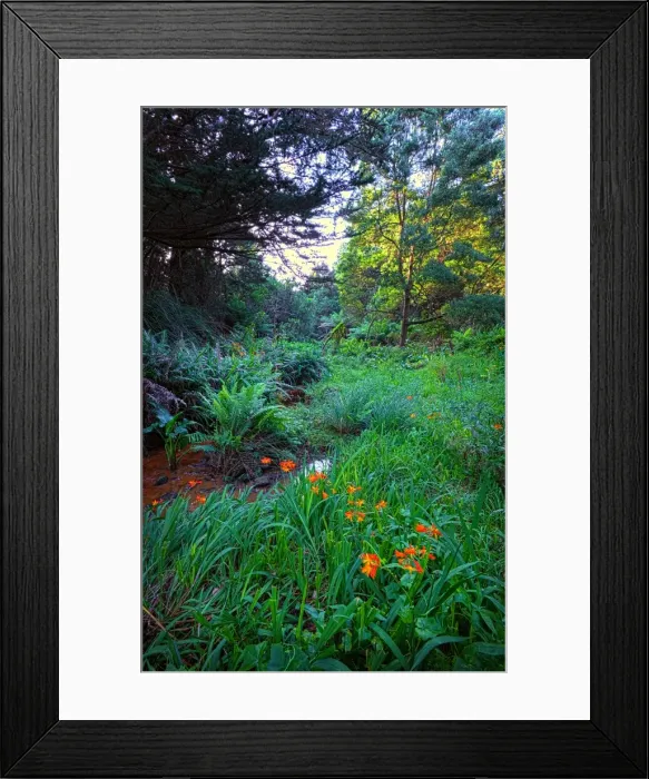 Framed Print : Ferny brook at Parenna, King Island Tasmania Framed Print : Ferny brook at Parenna, King Island Tasmania