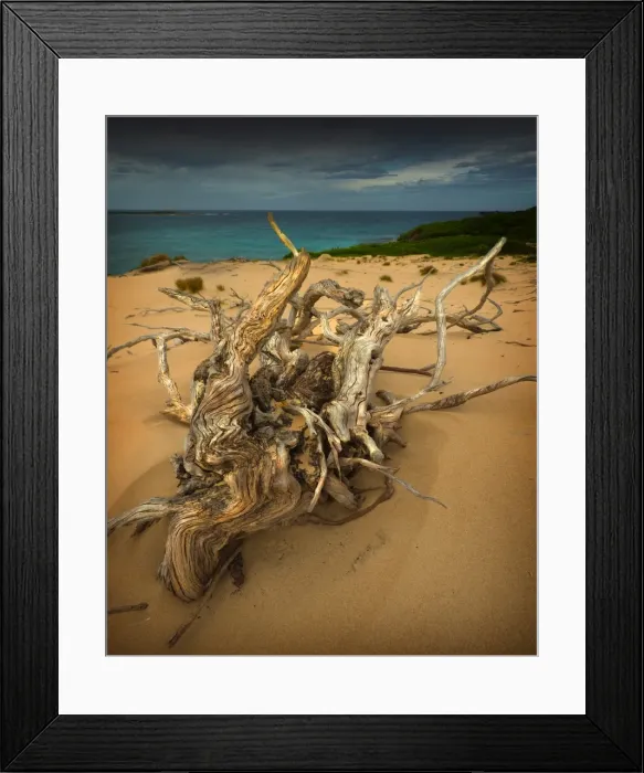 Framed Print : Driftwood on a large sand-dune, Grassy Bay King Island Tasmania Framed Print : Driftwood on a large sand-dune, Grassy Bay King Island Tasmania