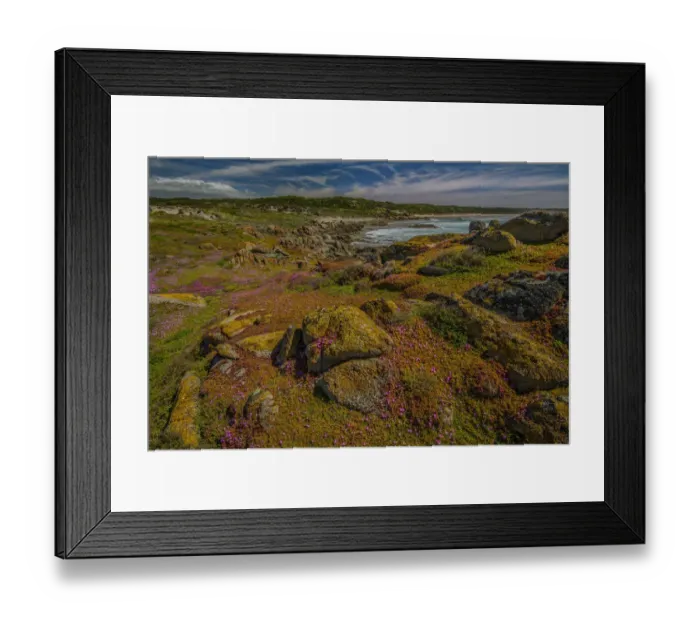 Framed Print : Spring blooms of Pig-face (Carpobrotus) cover the area like a colourful carpet, Disappointment Bay, King Island Tasmania Framed Print : Spring blooms of Pig-face (Carpobrotus) cover the area like a colourful carpet, Disappointment Bay, King Island Tasmania