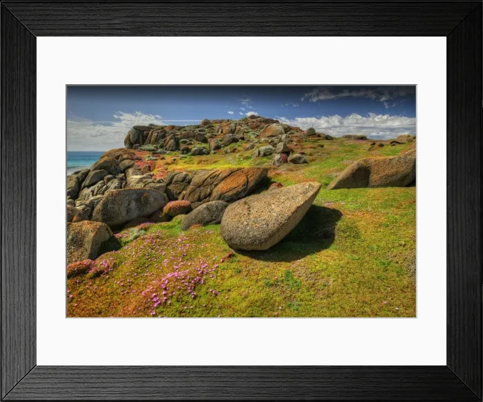 Framed Print : Spring blooms of Pig-face (Carpobrotus) cover the area like a colourful carpet, Disappointment Bay, King Island Tasmania Framed Print : Spring blooms of Pig-face (Carpobrotus) cover the area like a colourful carpet, Disappointment Bay, King Island Tasmania