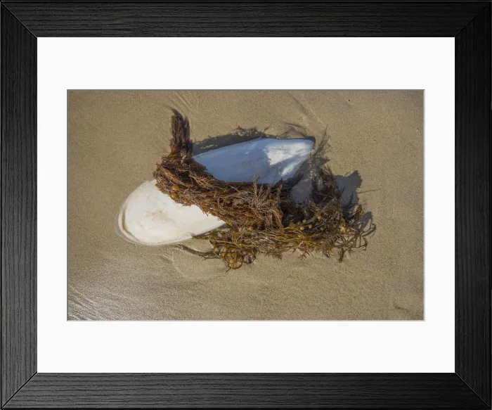 Framed Print : Cuttlefish washed up on a beach at King Island Tasmania