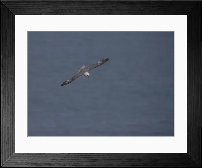Framed Print : Kittywake in flight Framed Print : Kittywake in flight
