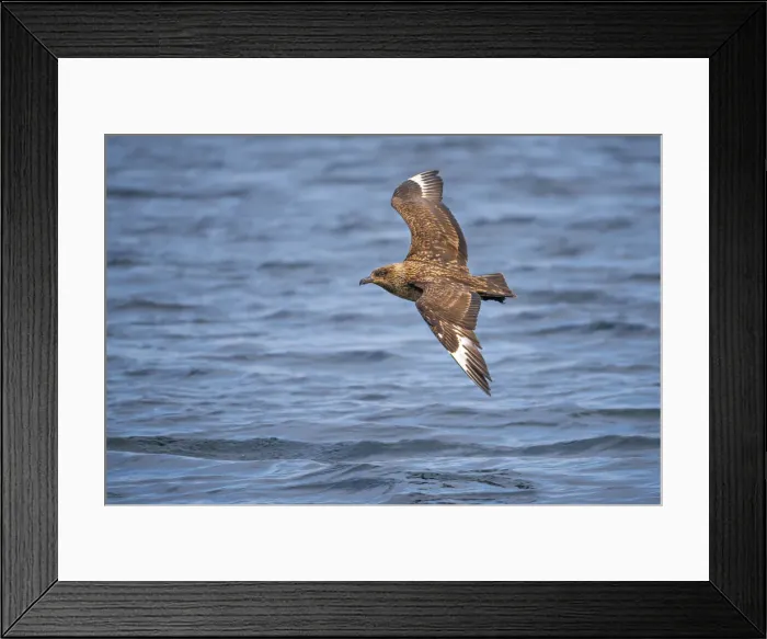 Framed Print : Great Skua, Shetland Islands Scotland