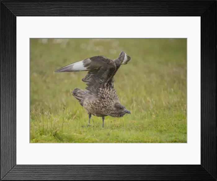 Framed Print : Great Skua, Shetland Islands Scotland Framed Print : Great Skua, Shetland Islands Scotland