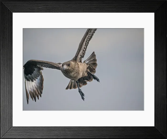 Framed Print : Great Skua, Shetland Islands Scotland Framed Print : Great Skua, Shetland Islands Scotland