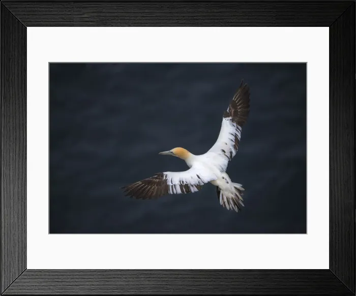 Framed Print : Gannets, Shetland Island, Scotland