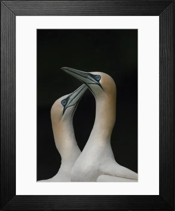 Framed Print : Gannets, Shetland Island, Scotland