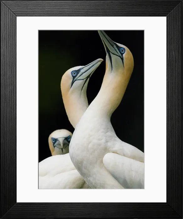 Framed Print : Gannets, Shetland Island, Scotland